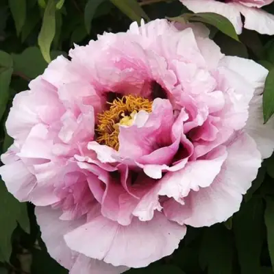 Пион РОЗОВАЯ РЕКА древовидный в Могилёве