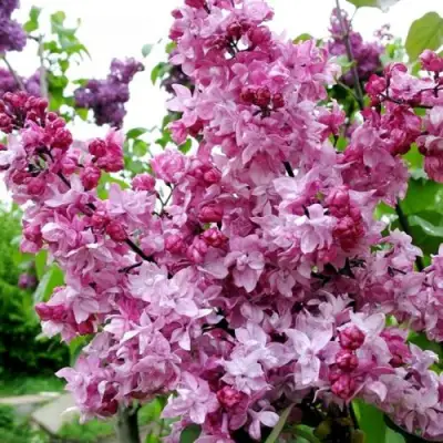 Сирень ОЛИМПИАДА КОЛЕСНИКОВА в Могилёве