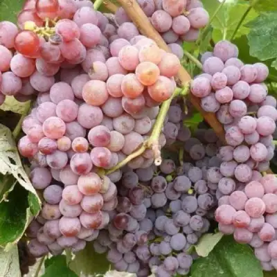 Виноград РИЛАЙНС ПИНК СИДЛИС в Могилёве