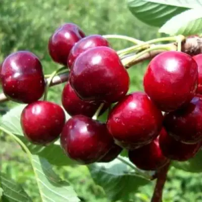 Вишня ВЯНОК в Могилёве