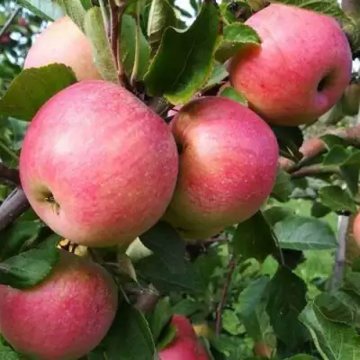 Яблоня ТЕРЕМОК в Могилёве