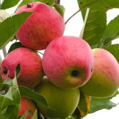 Яблоня МЕЧТА в Могилёве