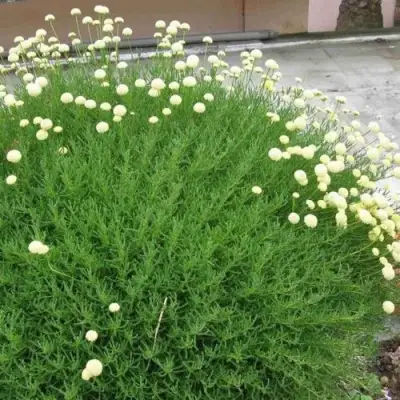 Сантолина зеленеющая в Могилёве