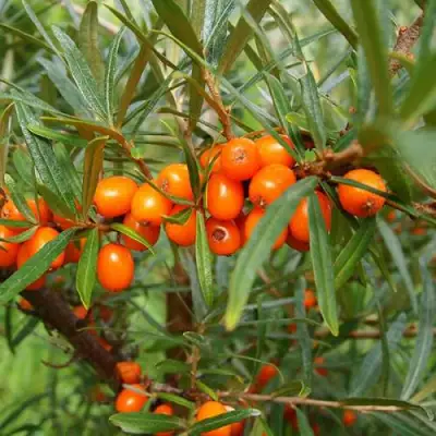 Облепиха БОТАНИЧЕСКАЯ в Могилёве