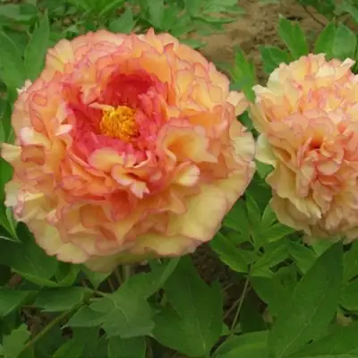 Пион ЗОЛОТАЯ РОССЫПЬ древовидный в Могилёве