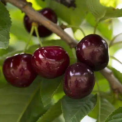 Вишня ЛАСУХА в Могилёве