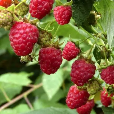 Малина ПРИМАРА в Могилёве