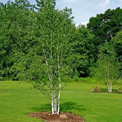 Береза бумажная в Могилёве