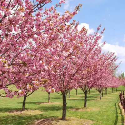 Сакура КАНЗАН в Могилёве