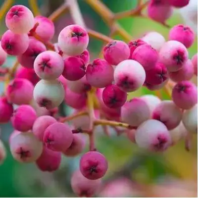 Рябина ПИНК сладкоплодная в Могилёве