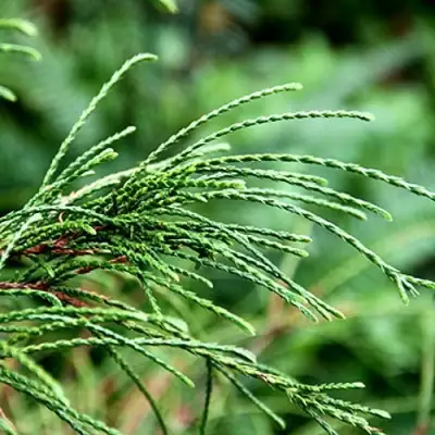 Туя ВИПКОРД складчатая в Могилёве