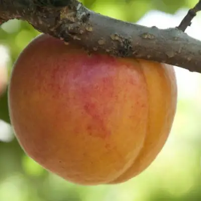  АПРИУМ в Могилёве