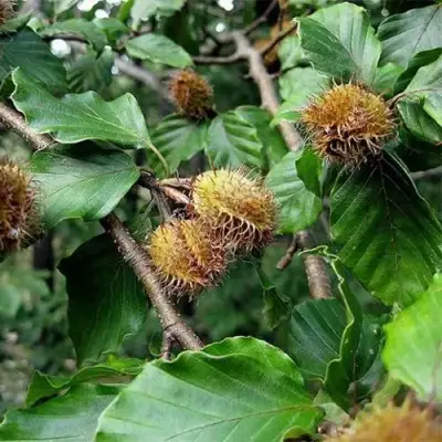 Бук обыкновенный в Могилёве