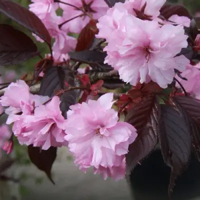 Сакура РОЯЛ БУРГУНДИ в Могилёве