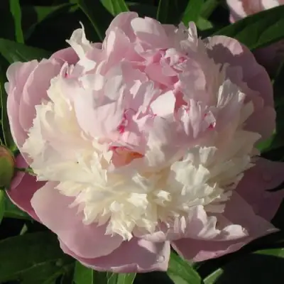 Пион ЩЕРБЕТ травянистый в Могилёве