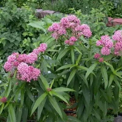 Ваточник МЯСО-КРАСНЫЙ в Могилёве