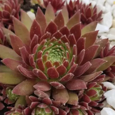 Молодило ЛЮФТШПРУНГ в Могилёве