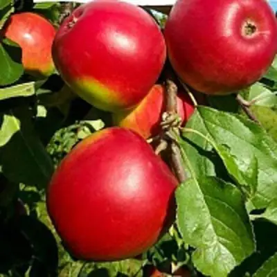 Яблоня РЕДФРИ в Могилёве