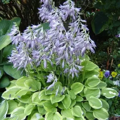 Хоста ГОЛДЕН ТИАРА в Могилёве