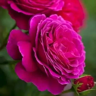 Роза МАЛИНОВЫЙ ЗВОН чайно-гибридная в Могилёве