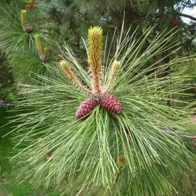 Сосна желтая  в Могилёве