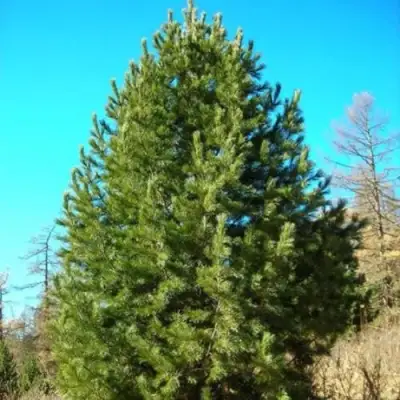 Сосна кедровая сибирская в Могилёве
