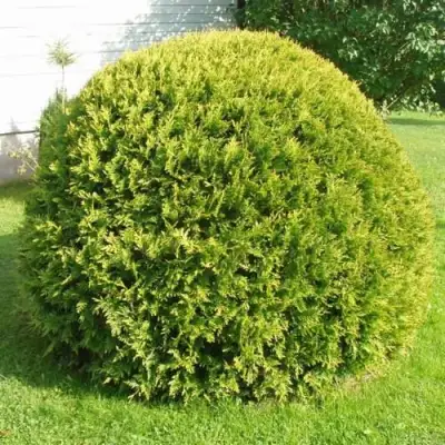 Туя ДАНИКА АУРЕА западная в Могилёве