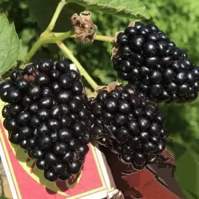 Ежевика ПРАЙМ АРК 45 ремонтантная   в Могилёве