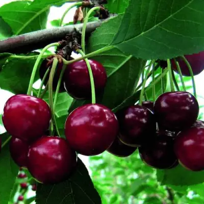 Дюк ЖИВИЦА (ЧЕРЕВИШНЯ) в Могилёве