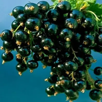 Смородина чёрная ИЗЮМНАЯ в Могилёве