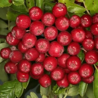 Рябина РУБИНОВАЯ сладкоплодная в Могилёве