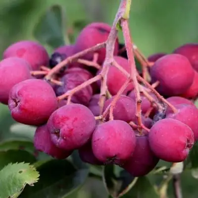 Рябина ДЕСЕРТНАЯ МИЧУРИНА сладкоплодная в Могилёве