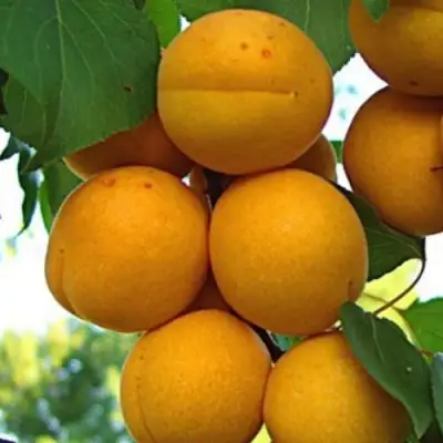 Абрикос ОНТАРИО в Могилёве