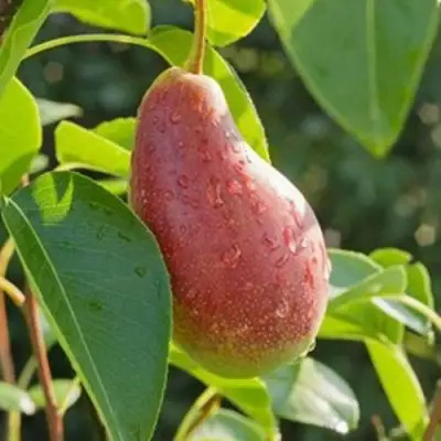 Груша ЯКОВЛЕВСКАЯ в Могилёве