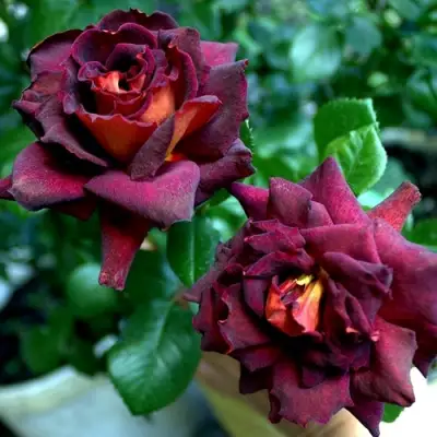 Роза ЭДДИ МИТЧЕЛЛ чайно-гибридная в Могилёве