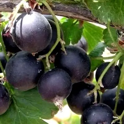 ЙОШТА в Могилёве