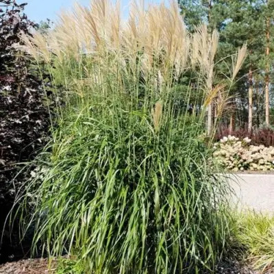 Мискантус ВАНИЛЛА СКАЙ китайский в Могилёве