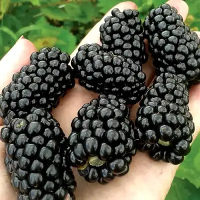 Ежевика ПРАЙМ АРК ФРИДОМ ремонтантная  в Могилёве