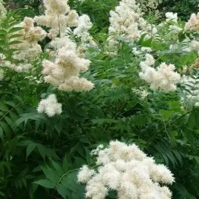 Рябинник рябинолистный в Могилёве