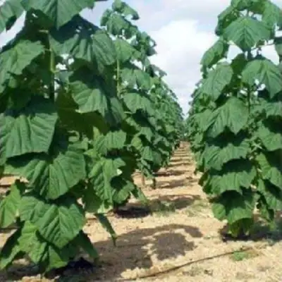 Павловния ПАО ТОГН Z07 в Могилёве