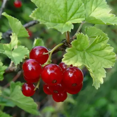 Смородина альпийская ШМИДТ в Могилёве