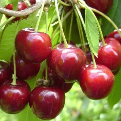 Черешня СИНЯВСКАЯ в Могилёве