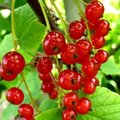 Смородина красная КОРАЛЛОВАЯ в Могилёве