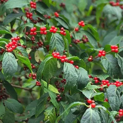 Жимолость МААКА в Могилёве