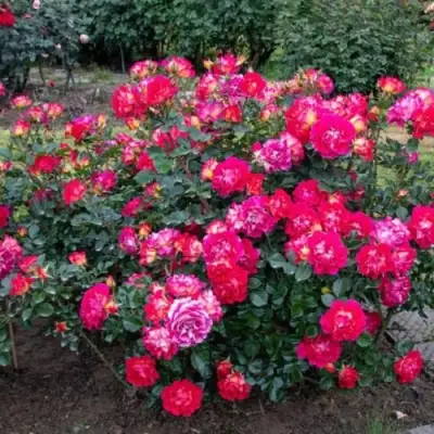 Роза БРЕРА флорибунда в Могилёве