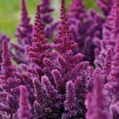 Астильба ПЕПЛ РЕЙН гибридная в Могилёве