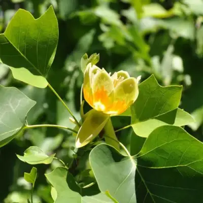 ЛИРИОДЕНДРОН тюльпанный в Могилёве