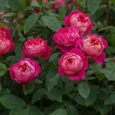 Роза БЕНДЖАМИН БРИТТЕН шраб в Могилёве