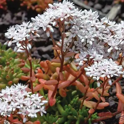 Очиток (седум) КОРАЛ КАРПЕТ белый в Могилёве