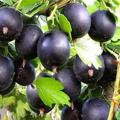 Крыжовник ЧЕРНОМОР в Могилёве